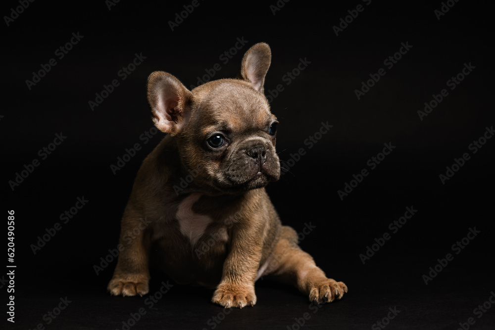 Adorable fawn French Bulldog puppy, sitting on black background.