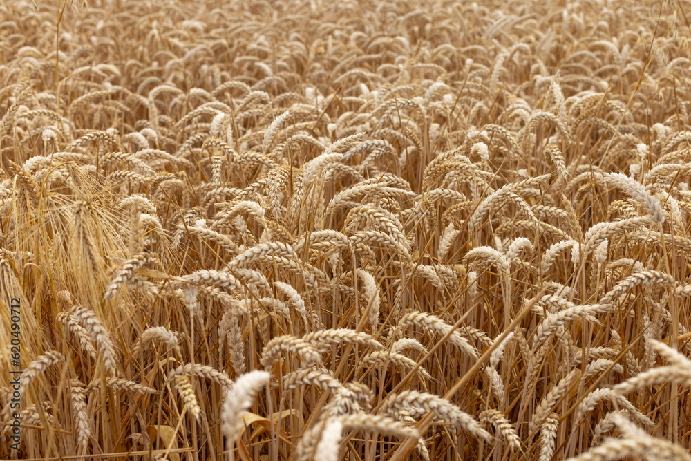 gros plan sur des épis de blé mûr dans un champs gros plan sur des épis de blé mûr dans un champs