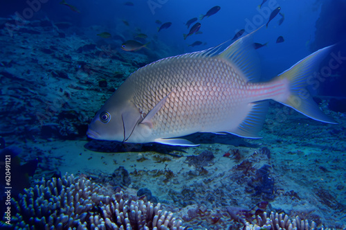 Beautiful grouper and flock in the coral reef  end of deep blue sea. AI generative fill