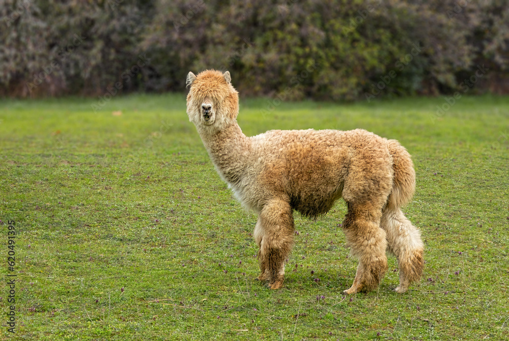 Cream Fluffy Lama Alpaca in the Meadow 