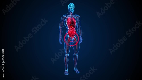 4K abstract 3D animation of the prostate . photo