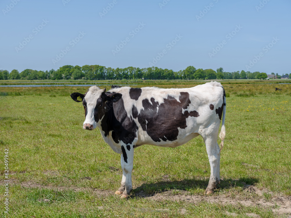 A cow in nature reserve   Marumerlage near Marum, Groningen province, The Netehrlands