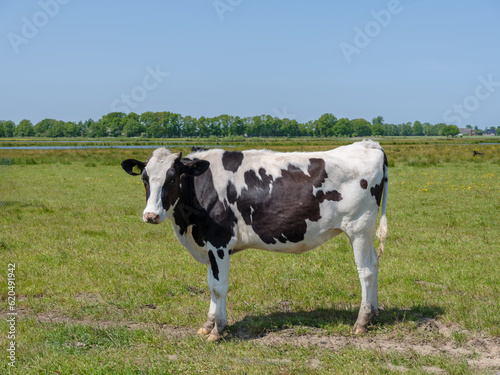 A cow in nature reserve   Marumerlage near Marum  Groningen province  The Netehrlands