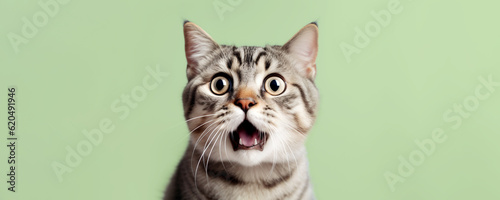 Fotografie, Obraz Crazy surprised cat makes big eyes close-up on a colored background