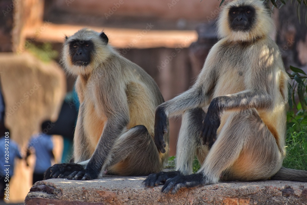 Gray langurs, also called are Old World monkeys native to the Indian subcontinent constituting the genus Semnopithecus. 