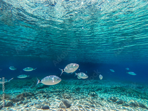 underwater world wide angle view, mediterranean sea, Villasimius, Sardinia
Underwater photo in crystal clear  sea water for background. A group of fish in the crystal clear water of the Mediterranean