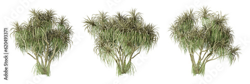 Pandanus tectorius palm tree on transparent background, png plant, 3d render illustration. photo