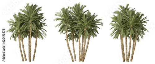 Phoenix dactylifera palm tree on transparent background, tropical plant, 3d render illustration.