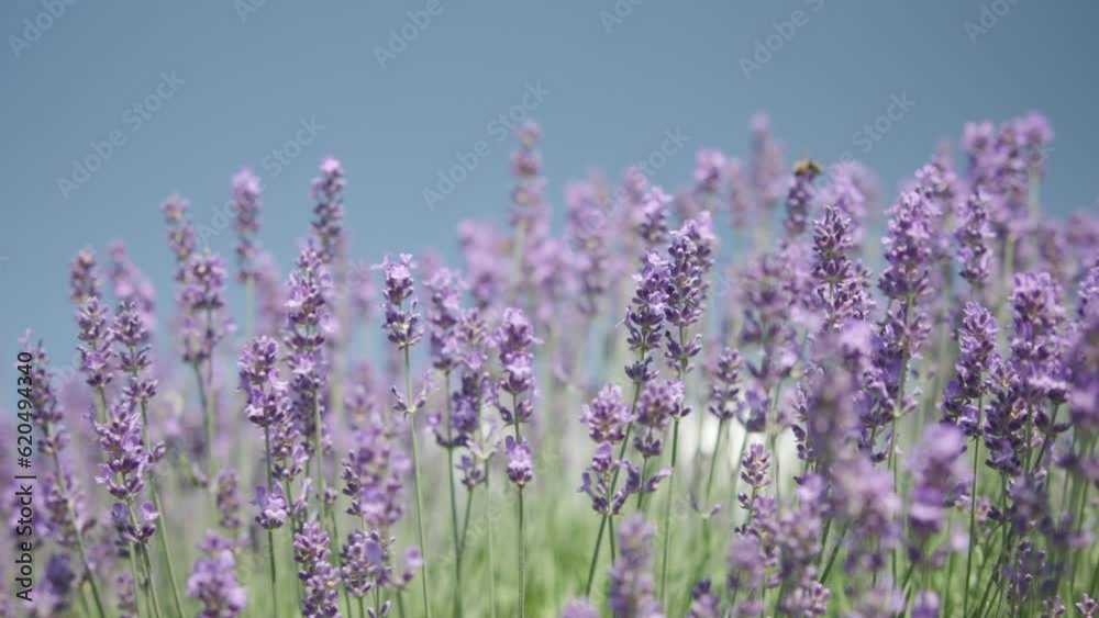 Sliding along the lavender flowers during the summer afternoon. Sliding along the lavender flowers during the summer afternoon.