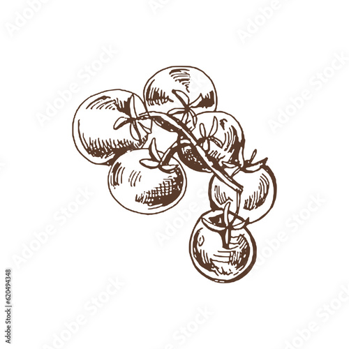 Organic food. Hand drawn vector sketch  of cherry tomatoes on bunch.  Doodle vintage illustration. Decorations for the menu of cafes and labels. Engraved immage.