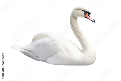 Swan Bird On Isolated Transparent Background, Png. Generative AI