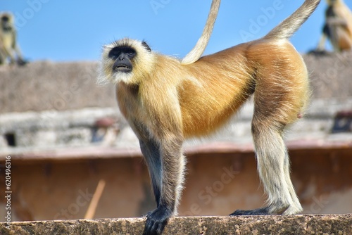 Gray langurs, also called are Old World monkeys native to the Indian subcontinent constituting the genus Semnopithecus.  photo