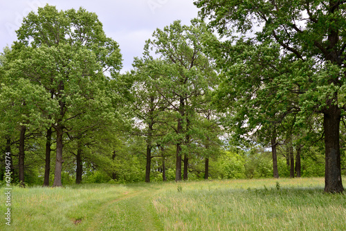 oak tree forest with country road and green grass in cloudy day