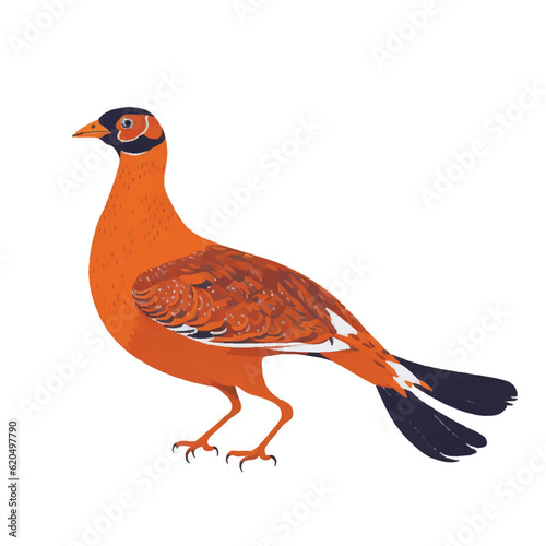 pheasant vector illustration isolated on white background