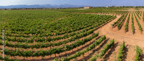 Son Llompart vineyards by Macia Batle, Santa Eugenia,Majorca, Balearic Islands, Spain photo
