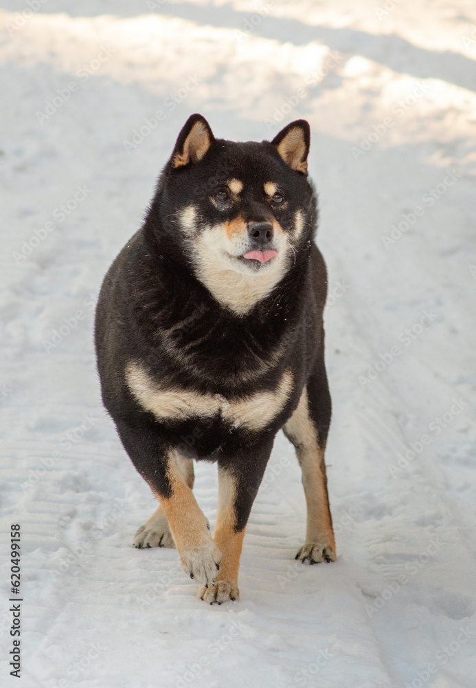 A dog of the Shiba Inu breed, walking in the snow-covered forest in winter. A dog of the Shiba Inu breed, walking in the snow-covered forest in winter.