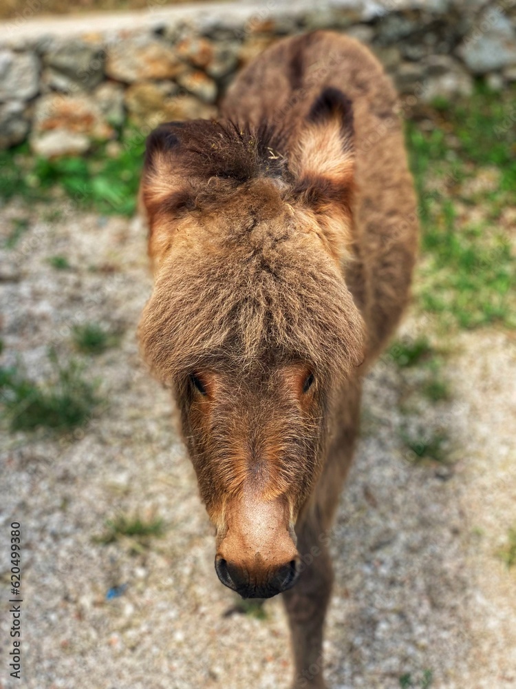 Fototapeta premium Osiołek