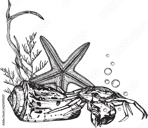 Marine composition of shells, molluscs, algae, snags, starfish, crab. Black and white hand-drawn graphics translated into vector. illustration is intended prints, stickers, posters, postcards