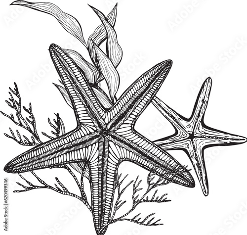 Marine composition, postcard of seaweed, starfish. Black and white hand-drawn graphics translated into vector. Illustration designed for packaging, prints, stickers, posters, postcards