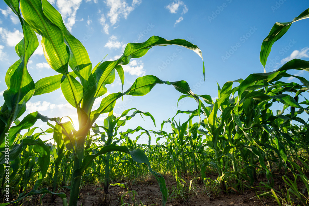 Agricultural Garden of Corn field, Young green corn growing on the field with beautiful blue sky.