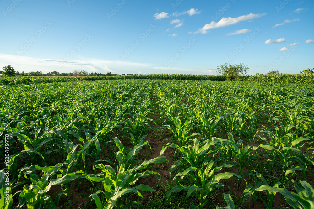 Agricultural Garden of Corn field, Green corn field in agricultural garden and with beautiful blue sky.