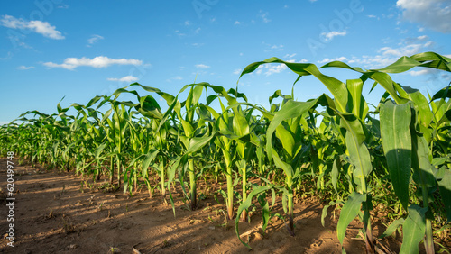 Agricultural Garden of Corn field, Growing Corn Plant Maize Field Beautiful Blue Sky Background.