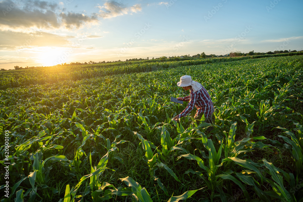 Fototapeta premium A farmer checking quality by tablet agriculture modern technology of Maize seedling in the agricultural garden with beautiful blue sky. Agricultural Garden of Corn field. Top view.