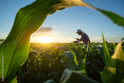 Asian senior farmer working in the agricultural garden of Corn field at sunset. agriculture. photo