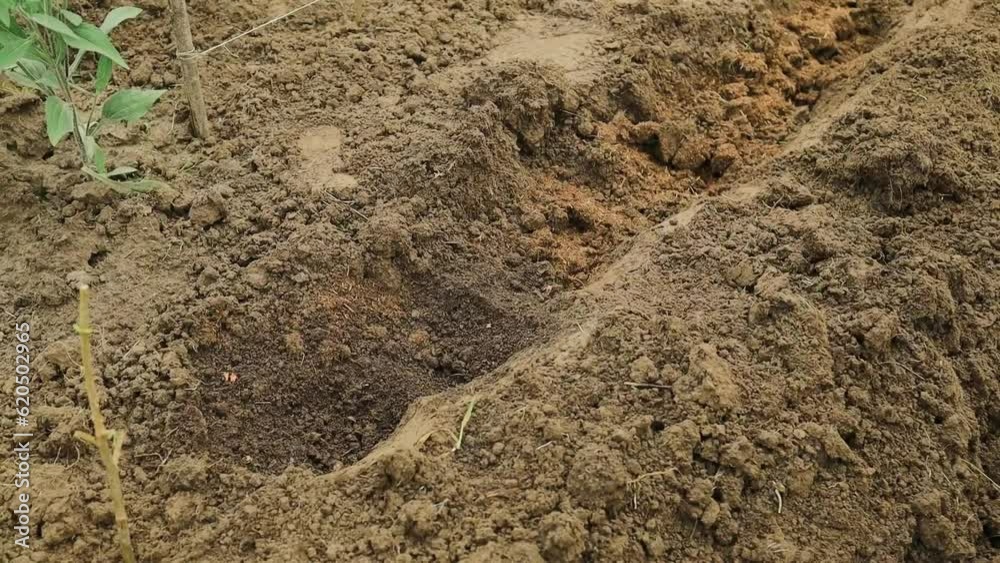 Female worker digs soil with shovel in the vegetable garden. Agriculture and tough work concept. High quality photo Female worker digs soil with shovel in the vegetable garden. Agriculture and tough work concept. High quality photo