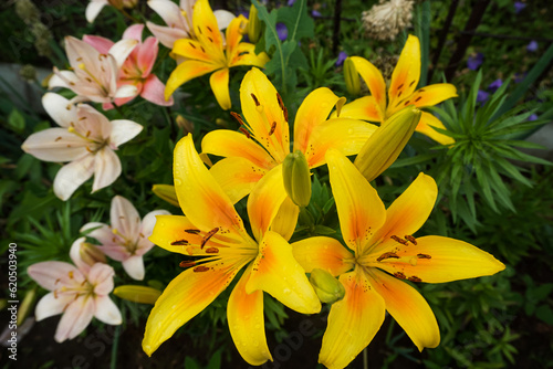 Beautiful bright lilies in the garden after the rain. Close-up.