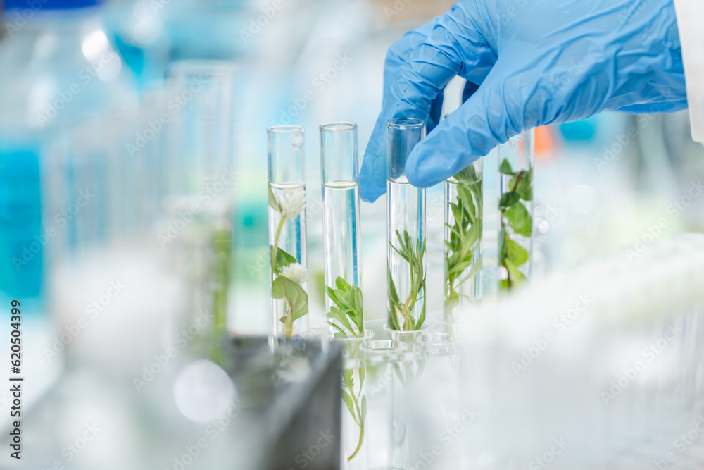 © chokniti - plant science laboratory research, biological chemistry test, green nature organic leaf experiment in test tube, scientist working in chemical medicine biotechnology or medical ecology lab technology