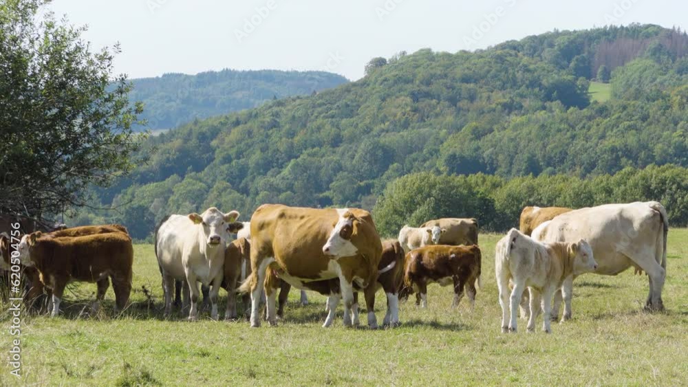 A herd of cows grazes on a pasture in a beautiful rural landscape on a sunny day - a few cows stare at the camera A herd of cows grazes on a pasture in a beautiful rural landscape on a sunny day - a few cows stare at the camera