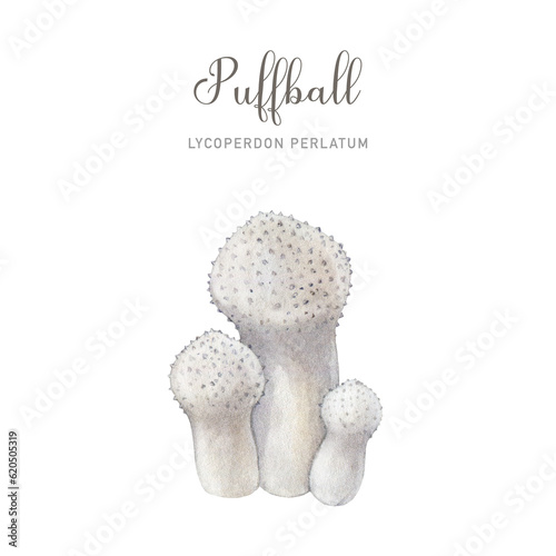 Quadro su tela Puffball mushroom group