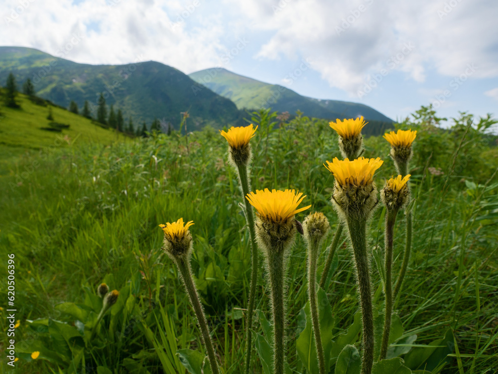 Yellow mountain flowers on the slopes of the Carpathian mountains against the backdrop of Mount Hoverla