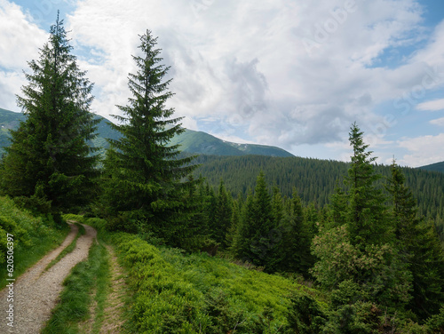 Mountain path between pine trees leading to the mountains © PhotOleh