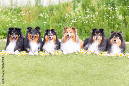 Line of beautiful black sable white shetland sheepdog, small collie lassie dog outside portrait with cornflower camomille midsummer flowers. Happy midsummer celebration postcard with smiling sheltie 