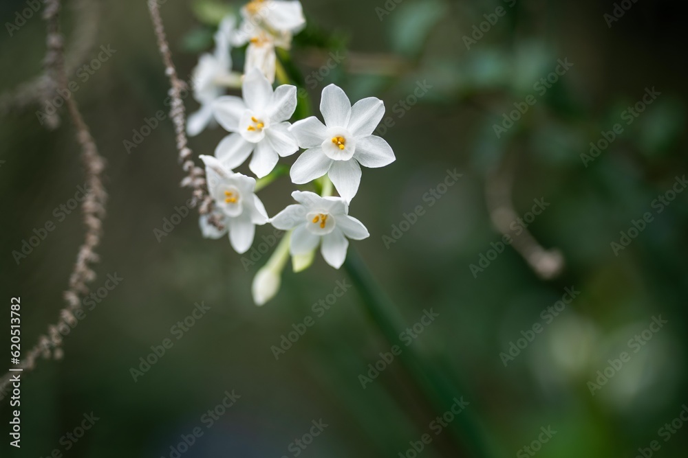 tree blossom in springtime with white flowers growing. native bush tree blossom in springtime with white flowers growing. native bush