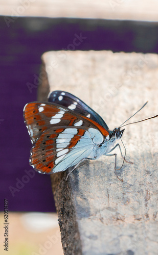 Canvas Print A white admiral butterfly resting on a wood board