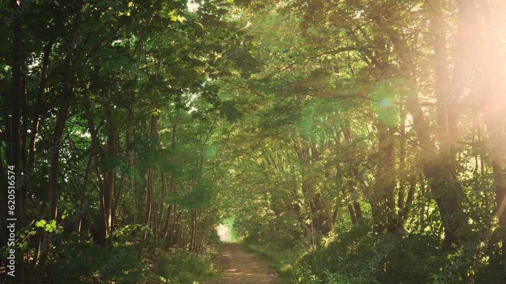 Sunlight through branches of old trees over abandoned mystery rural road. Mystic fairy mood, horror and scary atmosphere Sunlight through branches of old trees over abandoned mystery rural road. Mystic fairy mood, horror and scary atmosphere