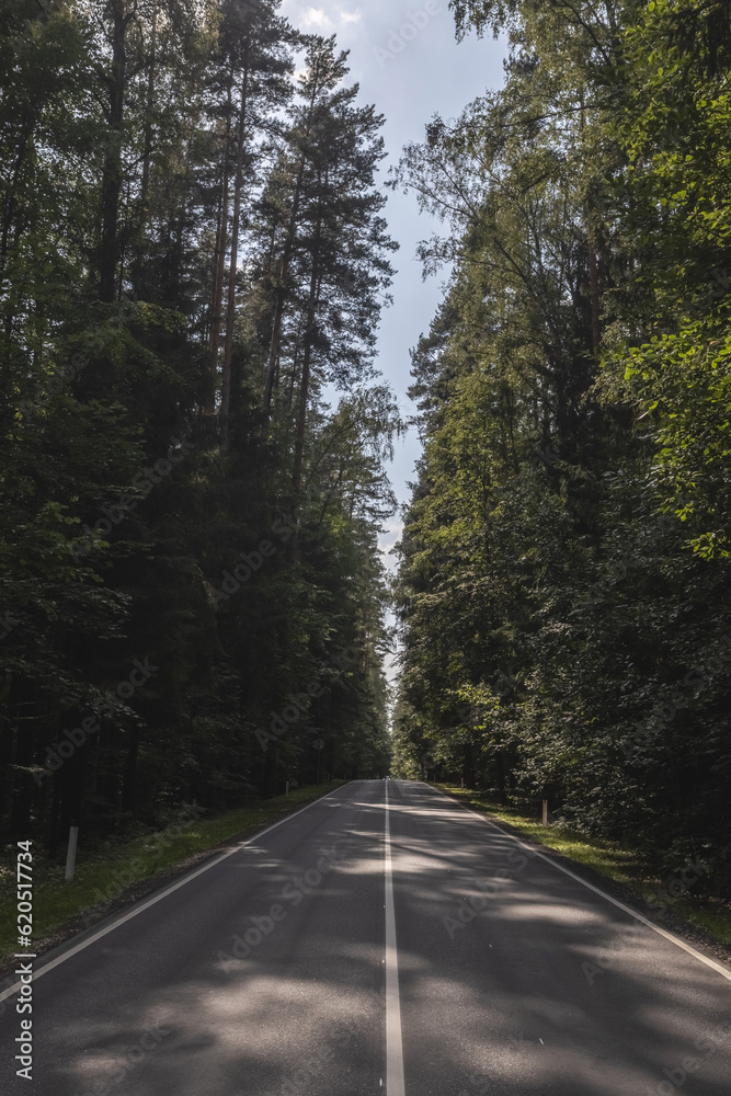 Obraz premium Summer road through the forest