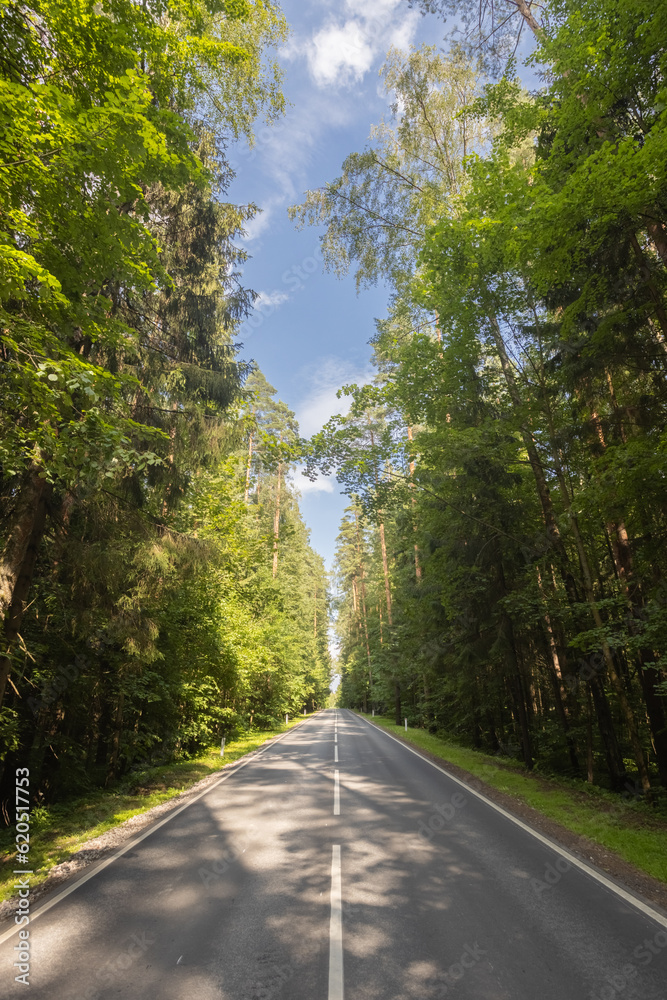 Obraz premium Summer road through the forest