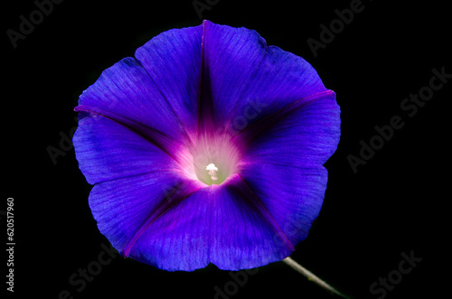 Morning glory, Ipomoea  flower or farbitis © valeie