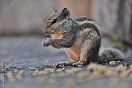 Indian Palm squirrel eating food using hands in ranthambore national park, India © Kuldeep Khangar