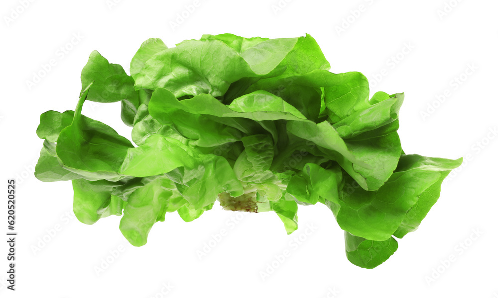 Fresh green butter lettuce head isolated on white Fresh green butter lettuce head isolated on white