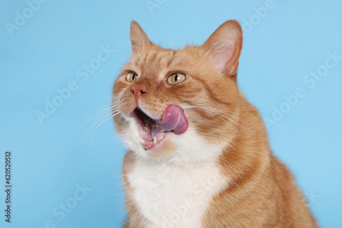 Cute cat licking itself on light blue background