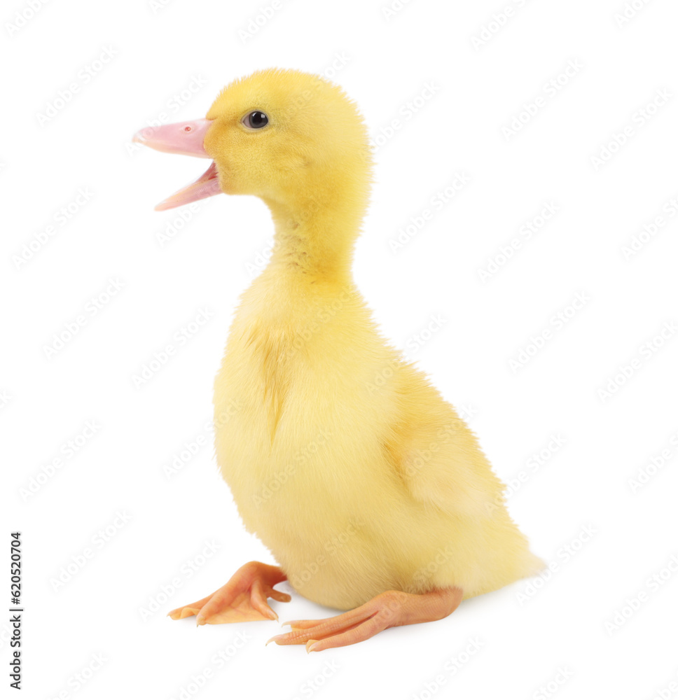 Baby animal. Cute fluffy duckling on white background