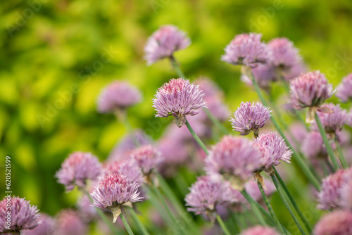 Purple Chives © SarahJeanGreen