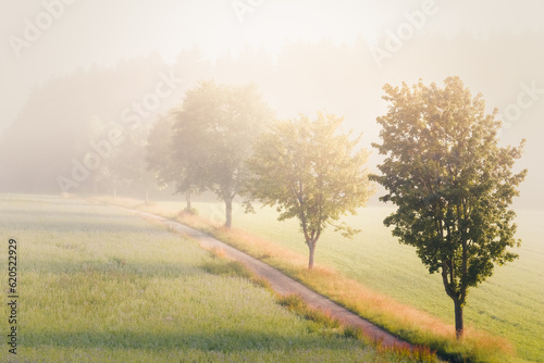 Romantic summer landscape  sunlight on the misty  foggy land