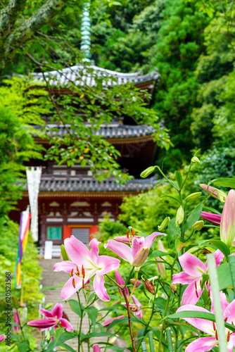 【奈良県】大和郡山市 松尾寺 境内に咲くカサブランカの花 (2023/07/03撮影)