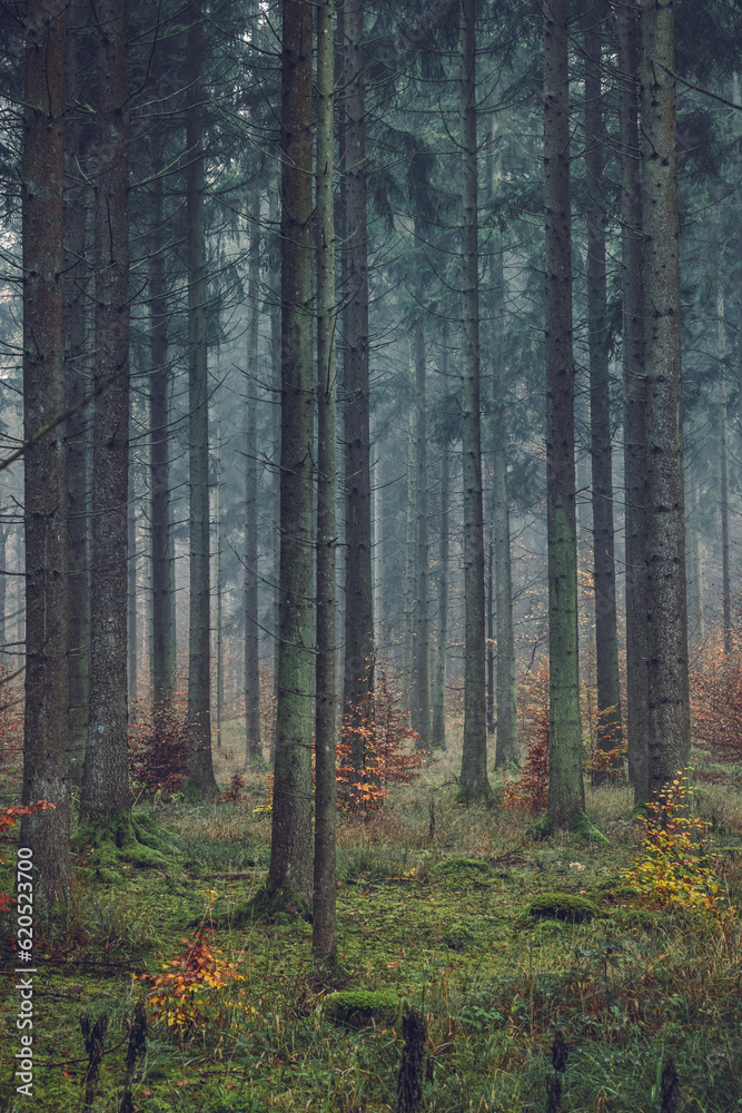 Autumn forest, romantic, misty, foggy landscape. Vintage looking nature photo with dramatic colors